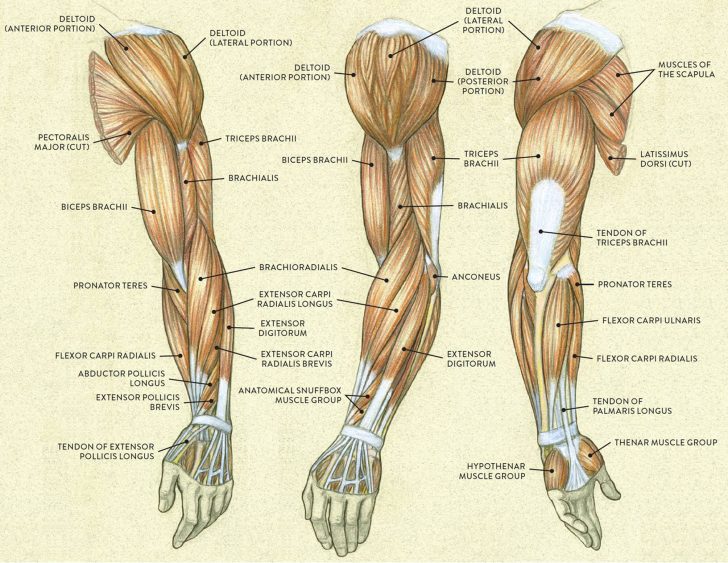 Arm Muscle Diagram Exatin info arm-muscle-diagram-exatin-info