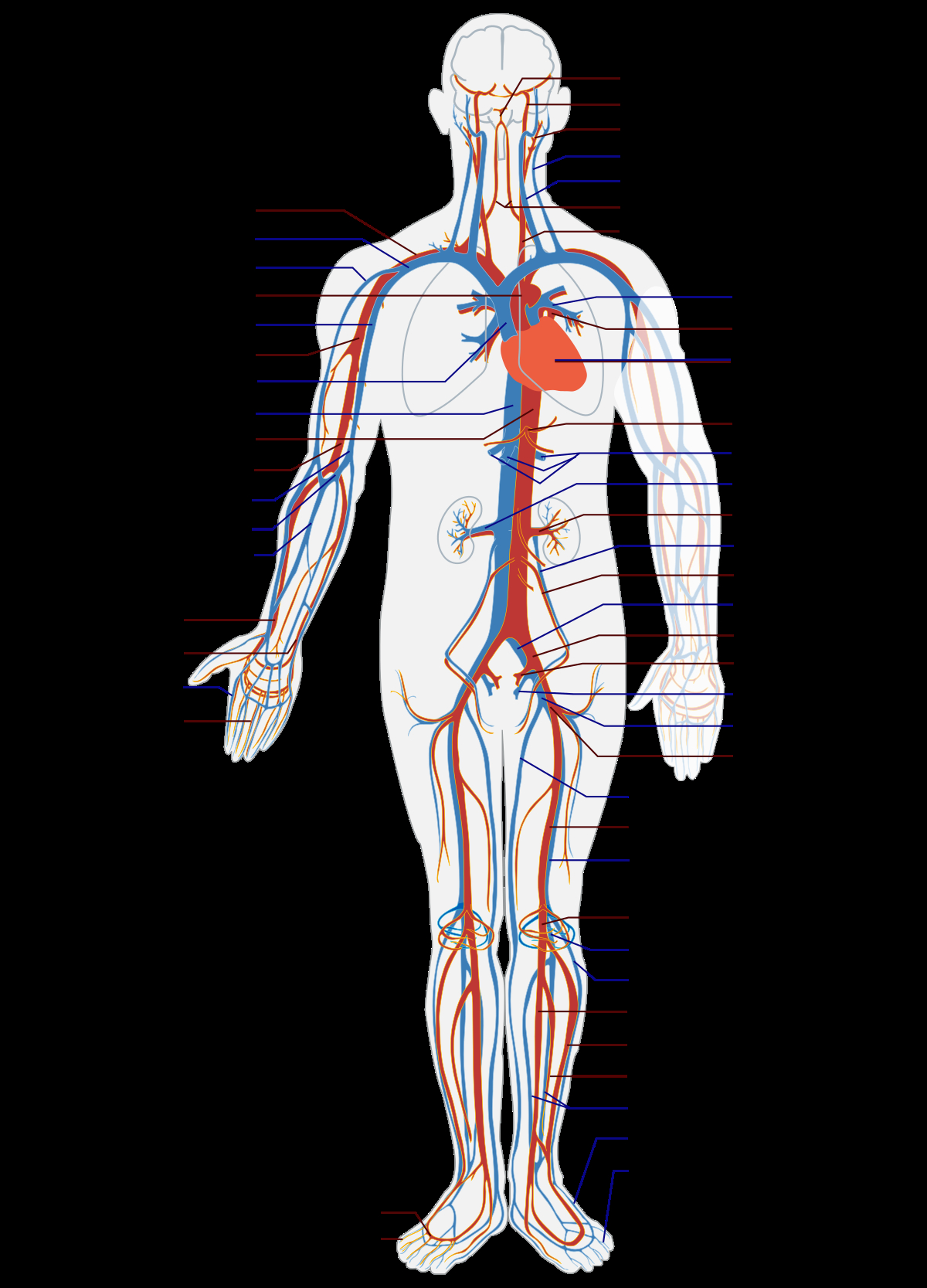 Arteries And Veins Diagram Blood Vessel Wikipedia