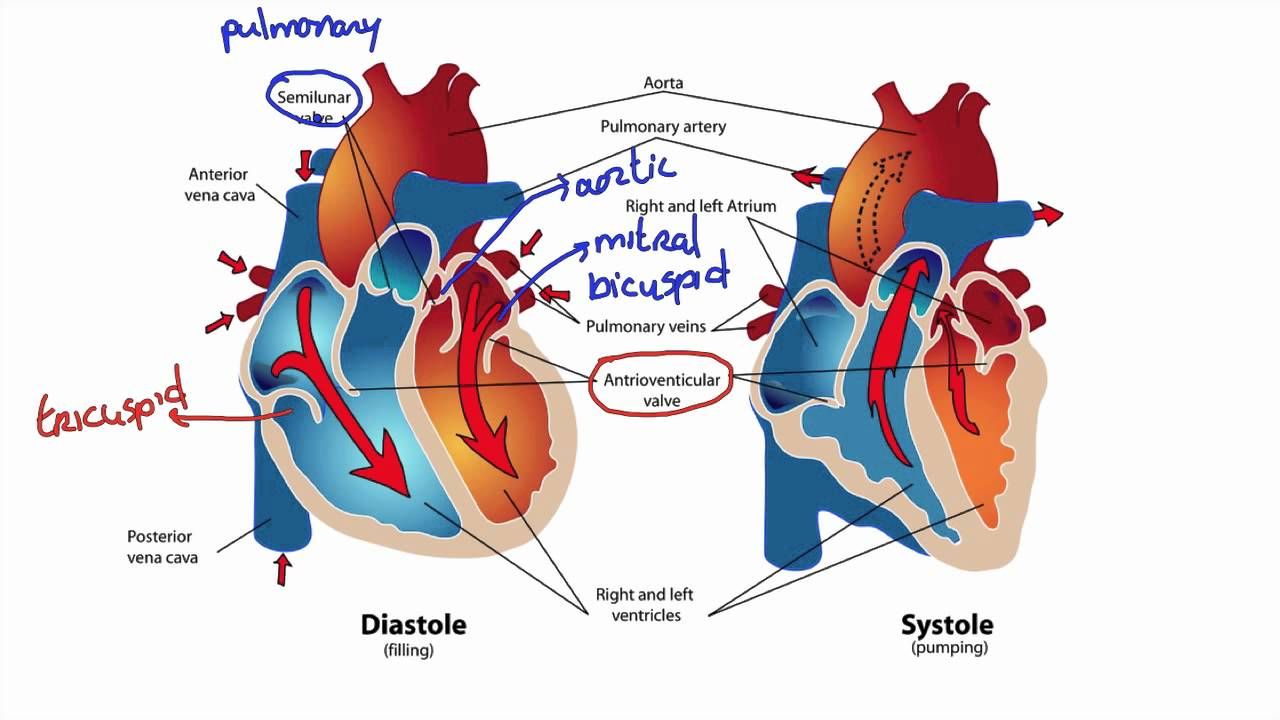 Blood Flow Through The Heart Diagram 044 How Blood Flows Through The Heart