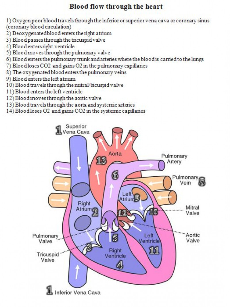 Blood Flow Through The Heart Diagram Blood Flow Through The Heart Diagram Step Step Blood Flow Through