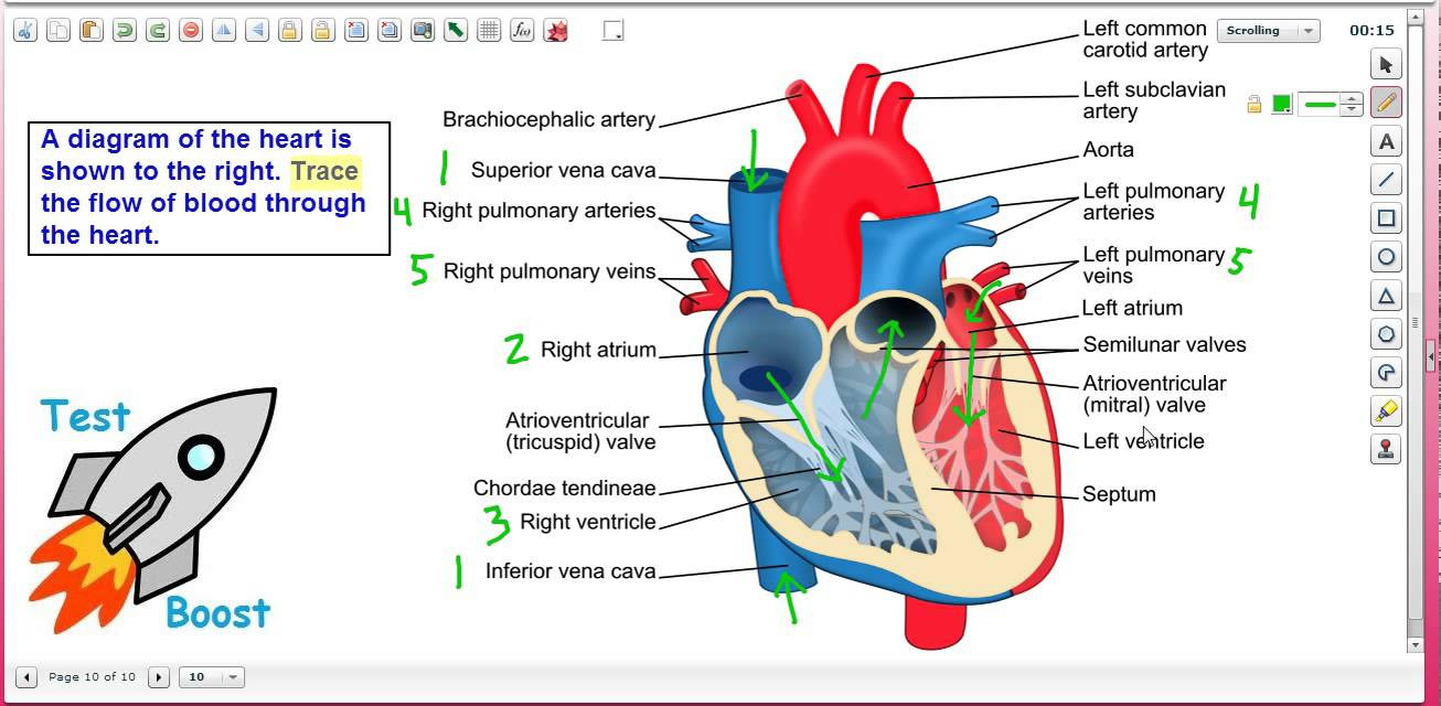 Blood Flow Through The Heart Diagram Blood Flow Through The Heart Diagram Step Step Diagram Blood Flow