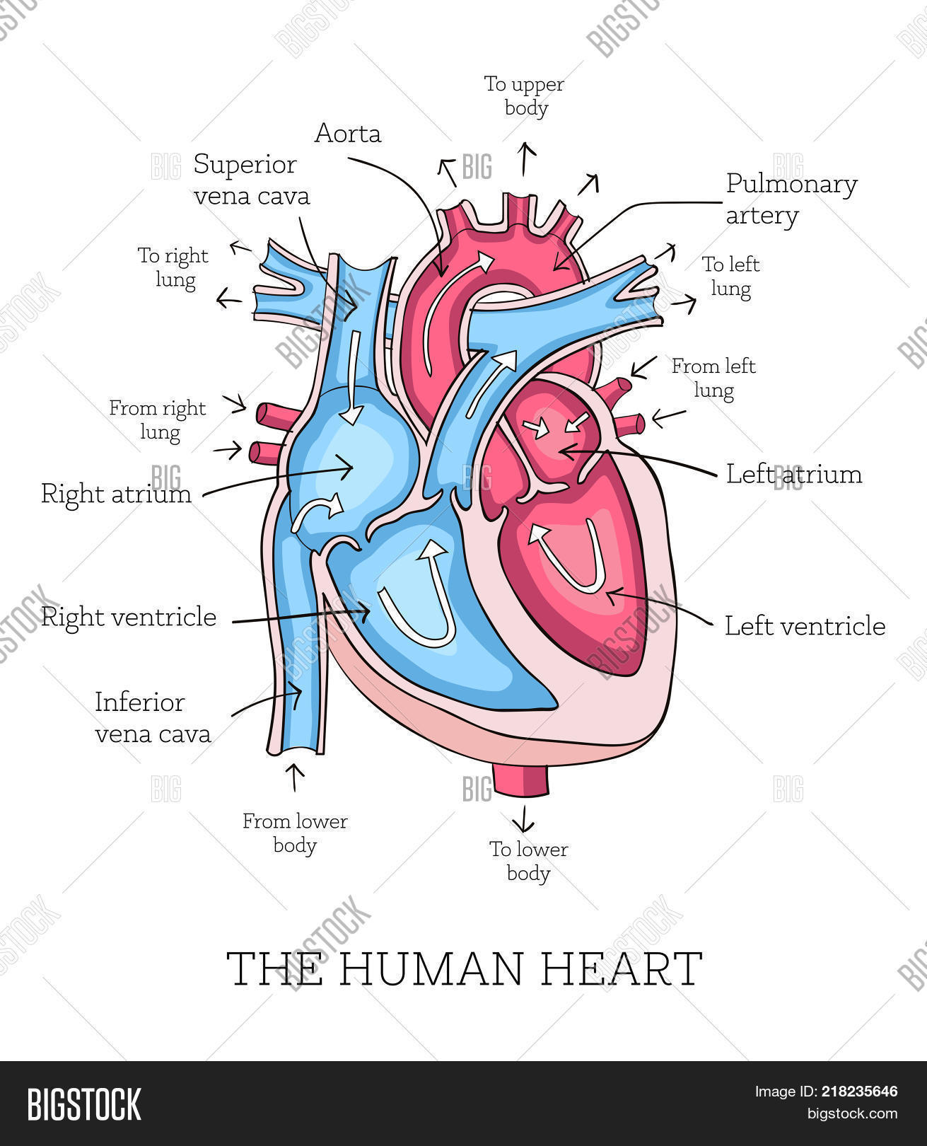 Blood Flow Through The Heart Diagram Hand Drawn Vector Photo Free Trial Bigstock