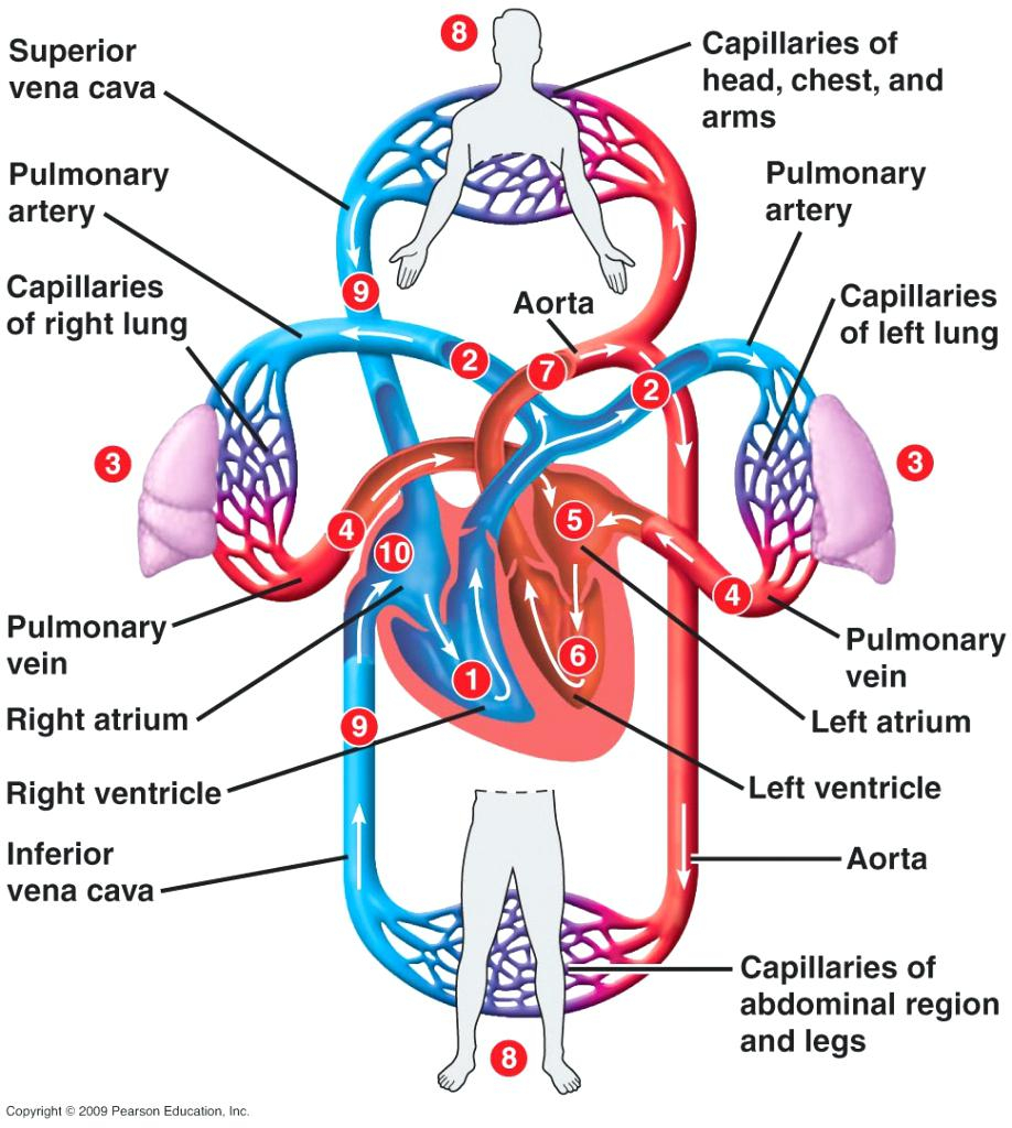 Blood Flow Through The Heart Diagram How The Blood Flows Through The Heart Diagram Of Blood Flow To Heart