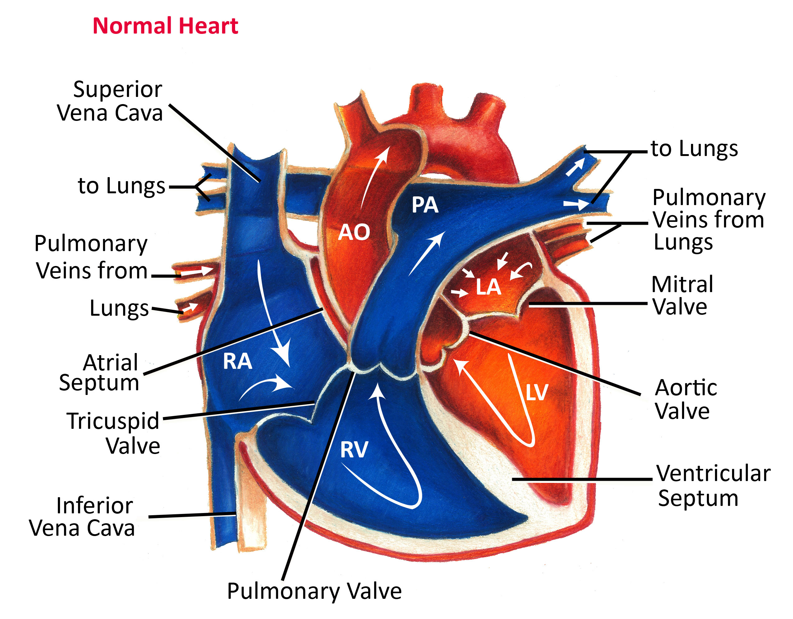 Blood Flow Through The Heart Diagram Normal Heart Anatomy And Blood Flow Pediatric Heart Specialists
