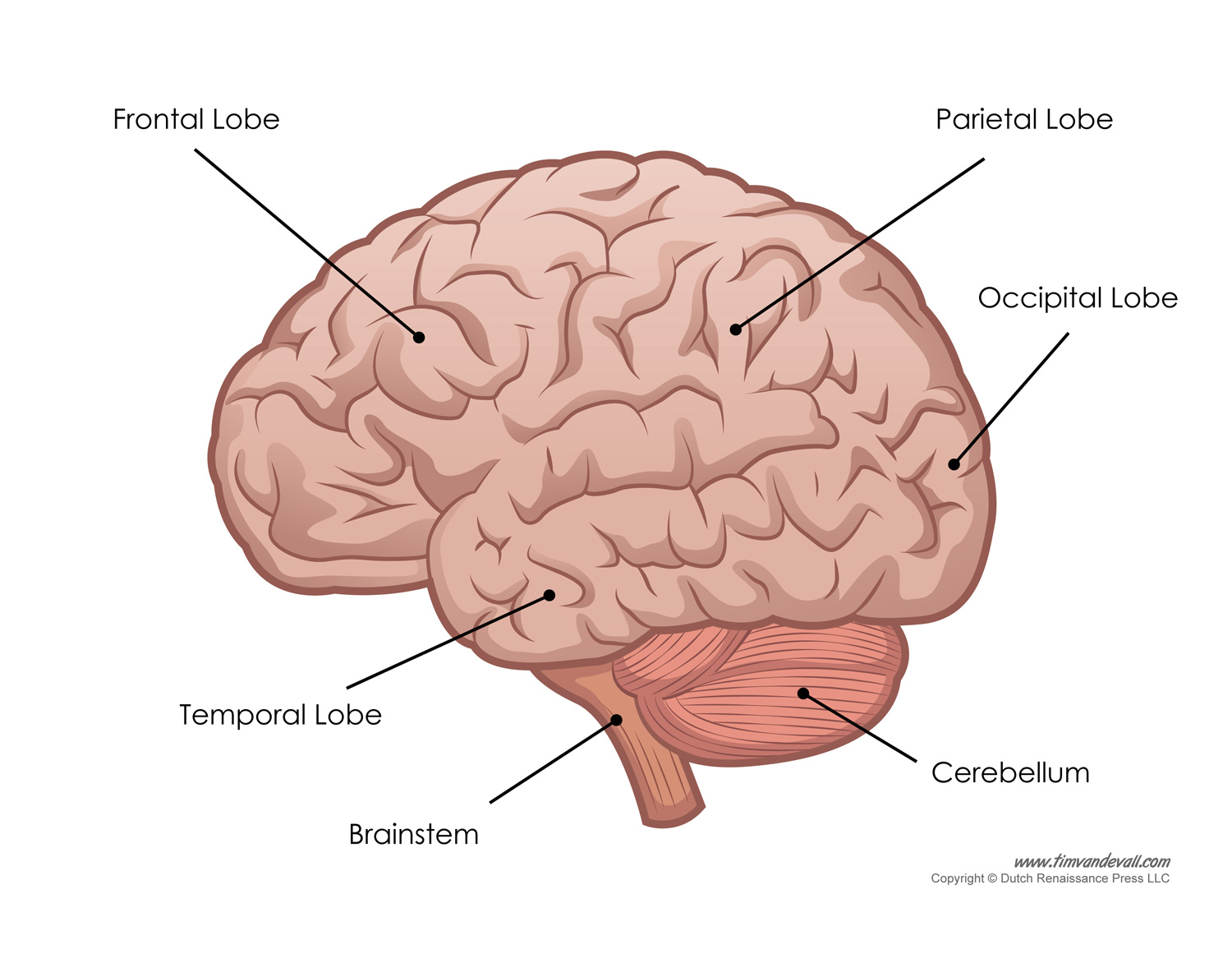 Brain Diagram Labeled Human Brain Diagram Labeled Unlabled And Blank