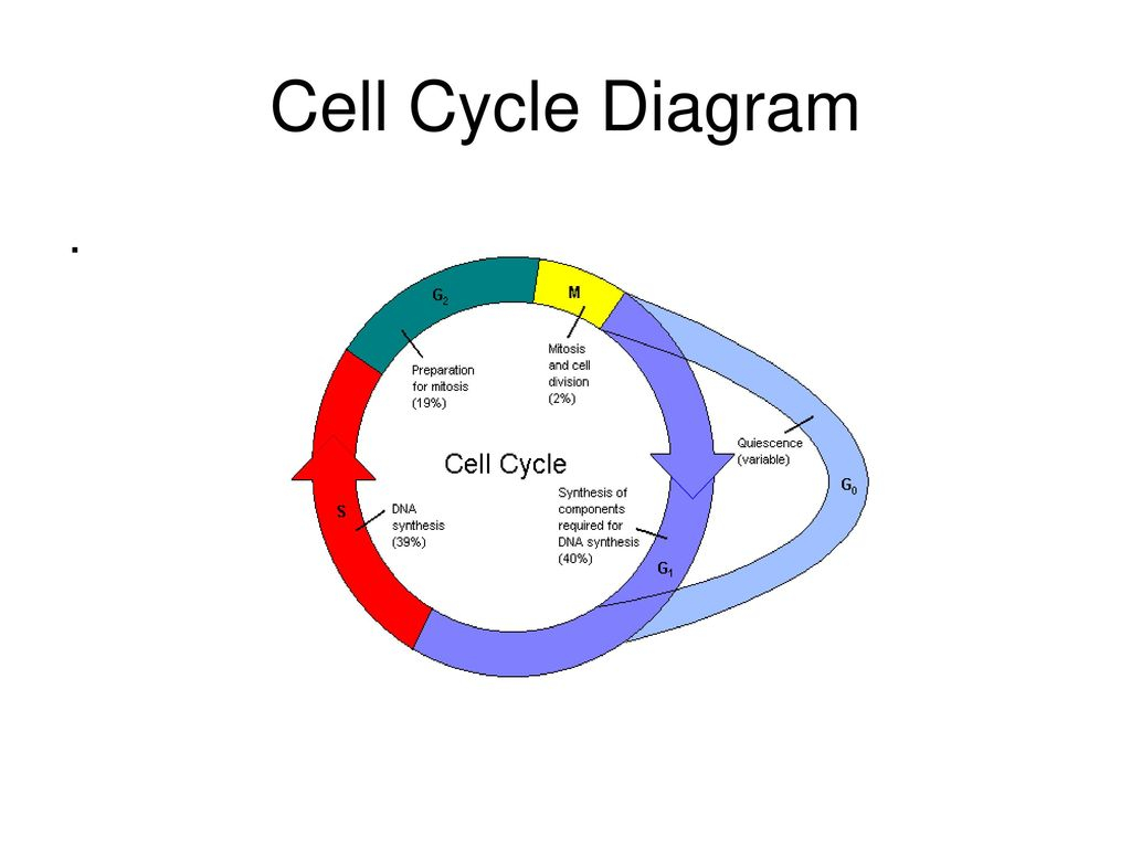 Cell Cycle Diagram Cell Cycle Diagram Ppt Download