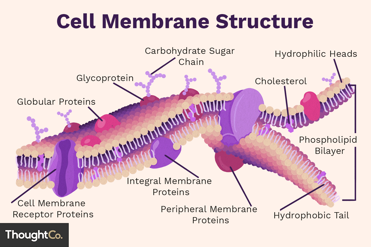 Cell Membrane Diagram Cell Membrane Function And Structure