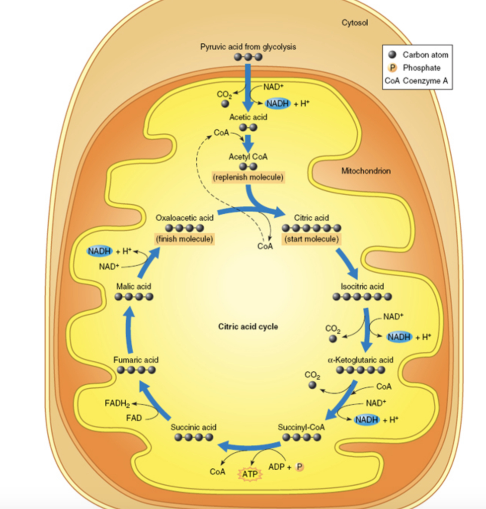 Cellular Respiration Diagram Exatin info