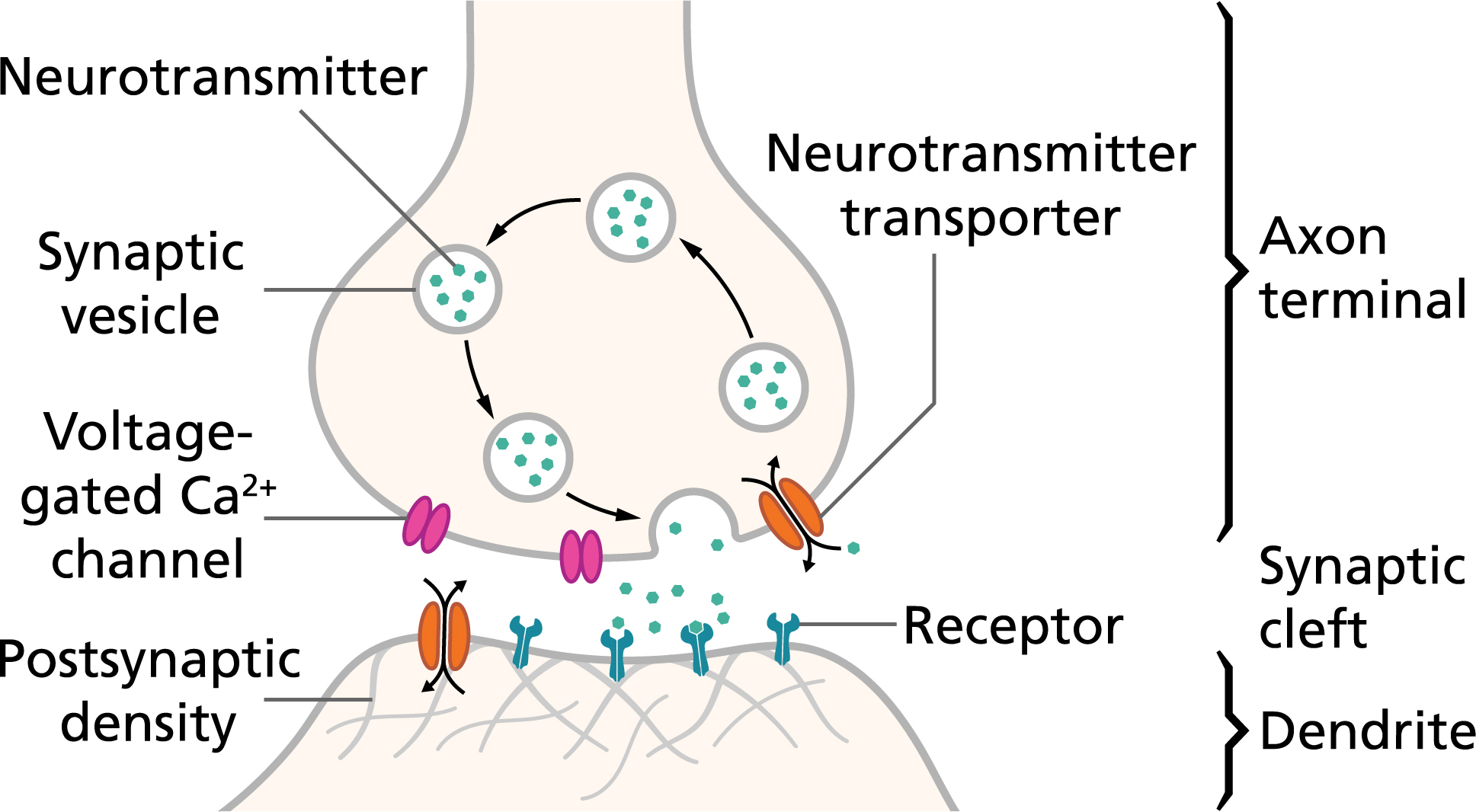 histology-of-the-nervous-system-the-neuron-part-1