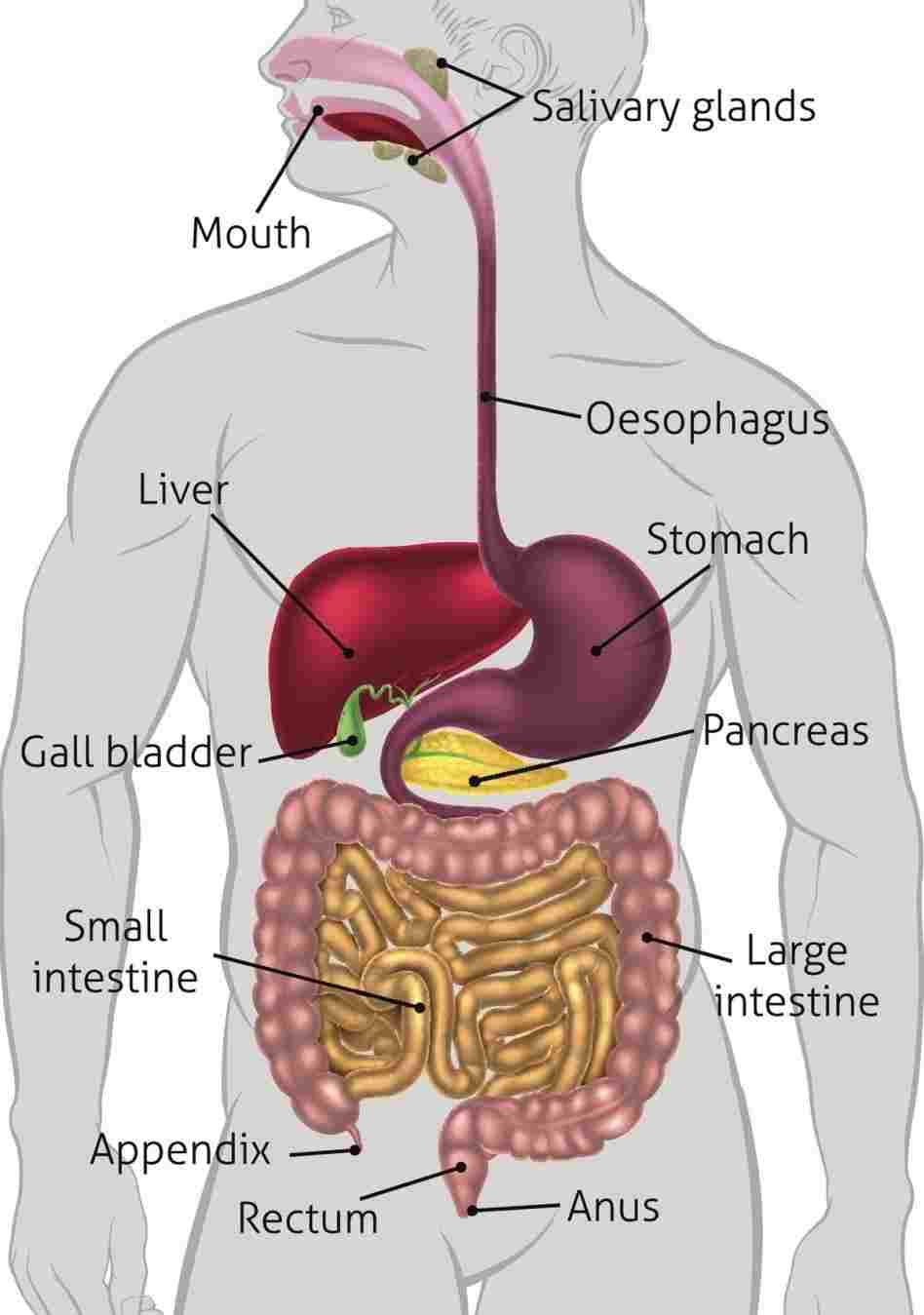 Diagram Of Abdominal Organs - exatin.info