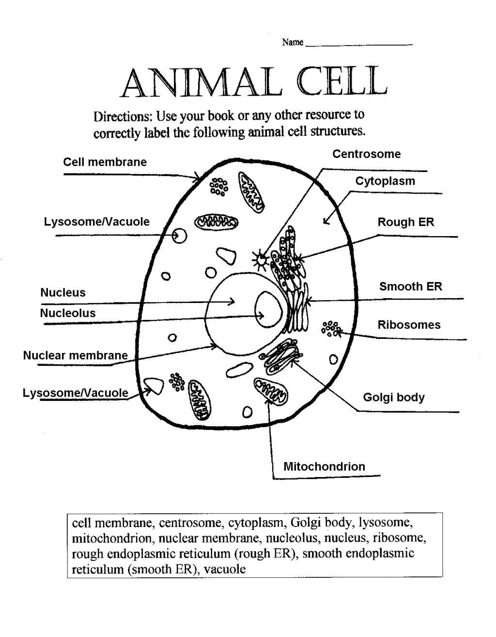 Diagram Of An Animal Cell Animal Cell Sketch At Paintingvalley Explore Collection Of