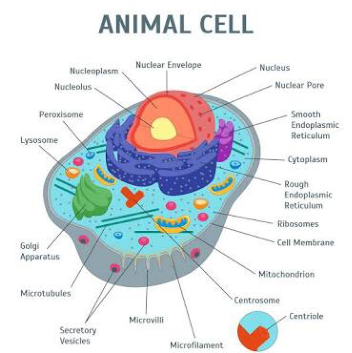 Diagram Of An Animal Cell Draw A Diagram Of A Animal Cell And Label At Least 8 Important