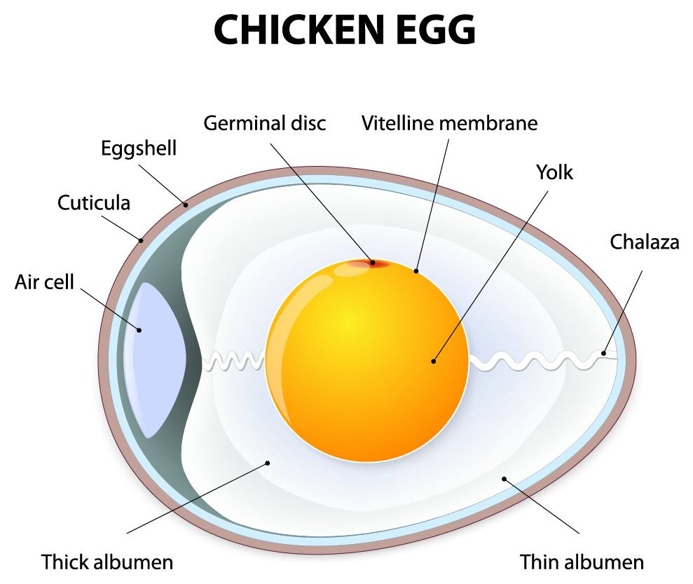 Diagram Of An Egg Egg Structure The Structure Of An Egg The Poultry Pages