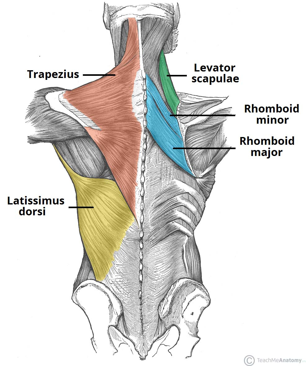 Diagram Of Back Muscles Of The Back Teachmeanatomy