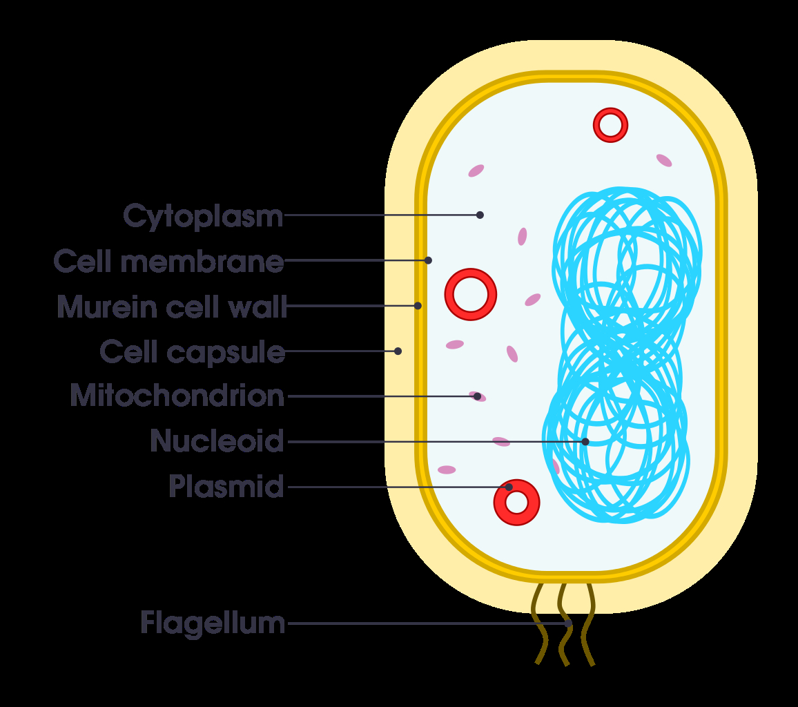 Diagram Of Bacteria Filesimple Diagram Of Bacterium Ensvg Wikimedia Commons