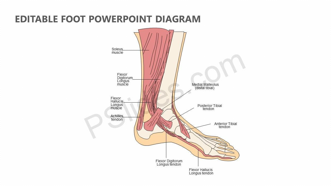Diagram Of Foot Editable Foot Powerpoint Diagram Pslides