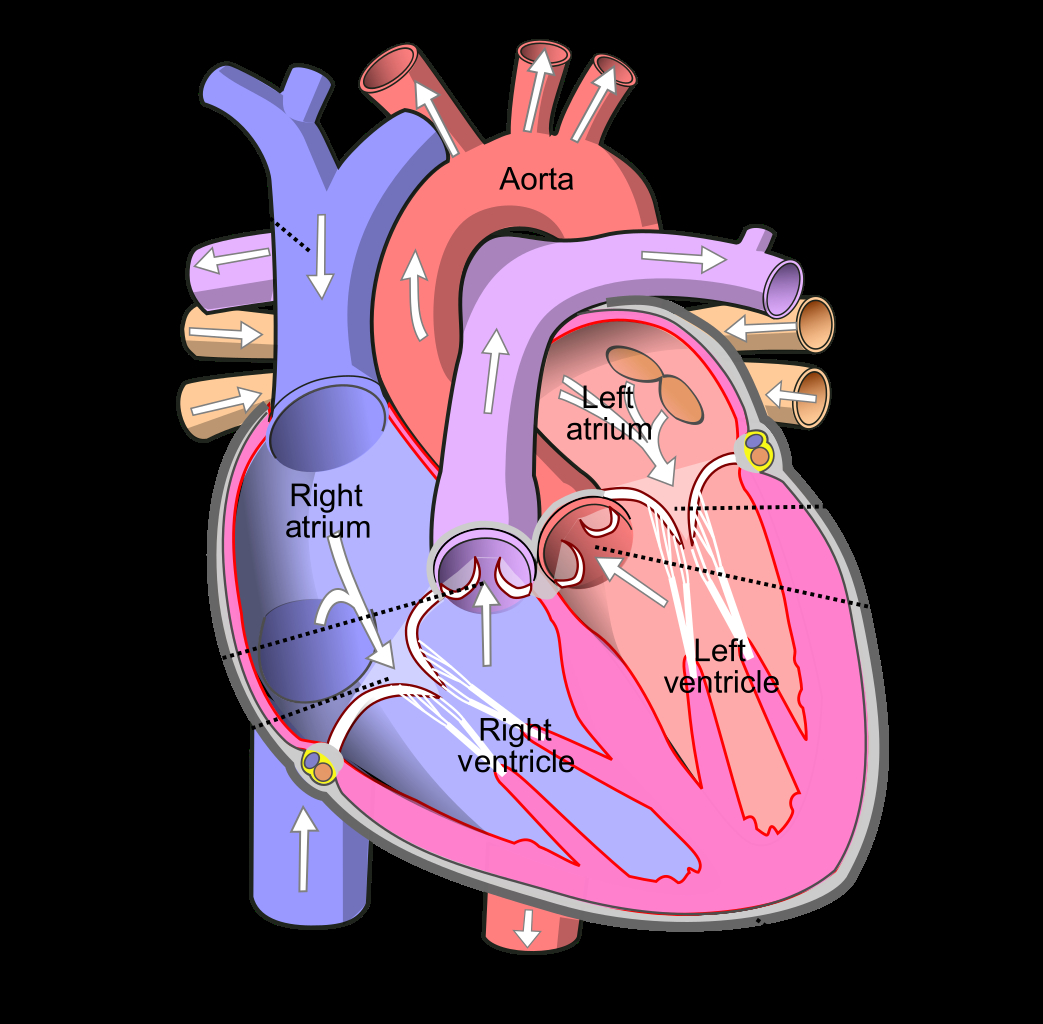Diagram Of Heart Filediagram Of The Human Heart Croppedsvg Wikipedia