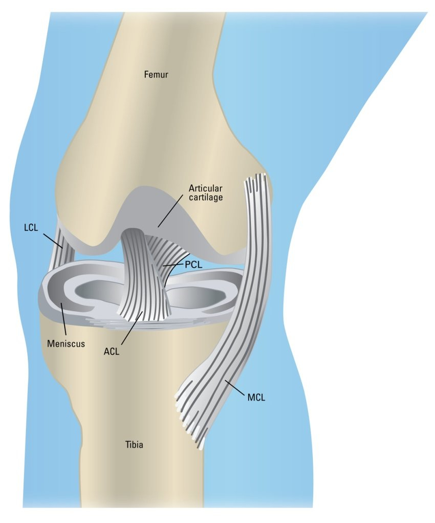 Diagram Of Knee 1 Schematic Of The Knee Joint Depicting The Medial And Lateral