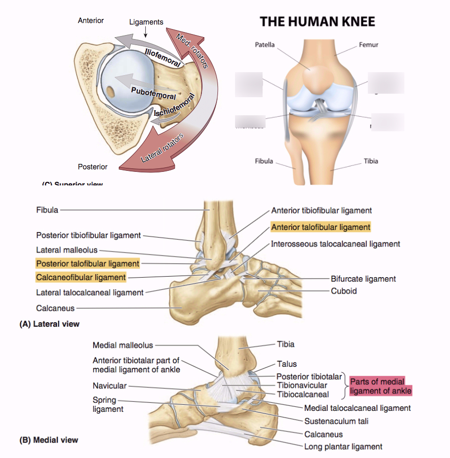 Diagram Of Knee Ligament In The Knee Diagram Quizlet