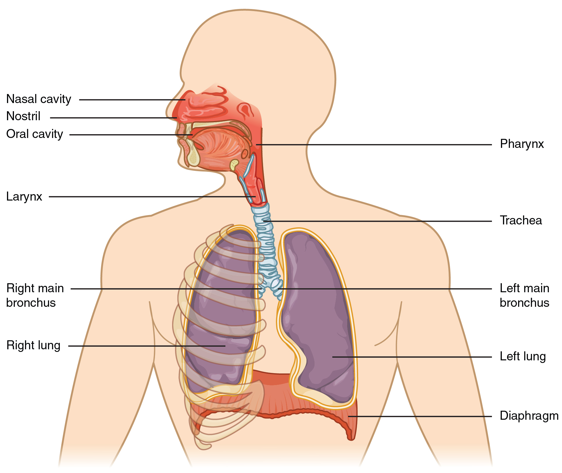 Diagram Of Respiratory System 221 Organs And Structures Of The Respiratory System Anatomy And