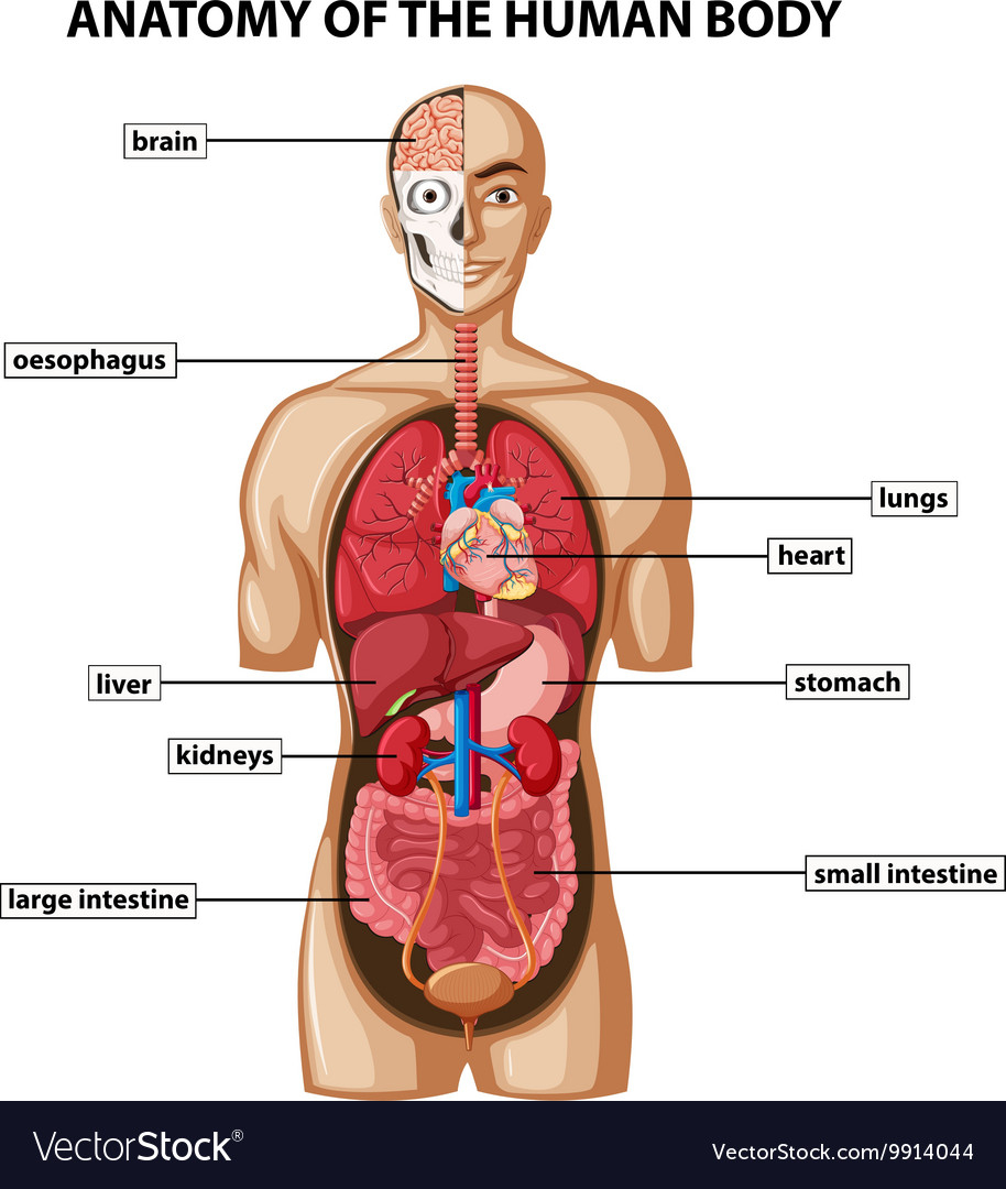 Diagram Of The Body Diagram Showing Anatomy Of Human Body With Names