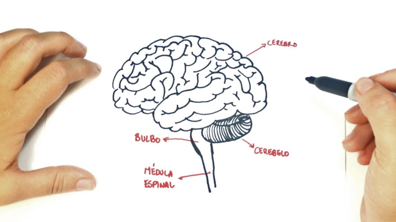 Diagram Of The Brain How To Draw A The Human Brain The Human Brain Easy Draw Tutorial