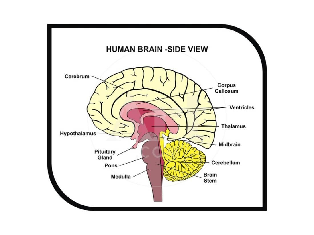 Diagram Of The Brain Human Brain Diagram Laminated Print Wall Art Udaix