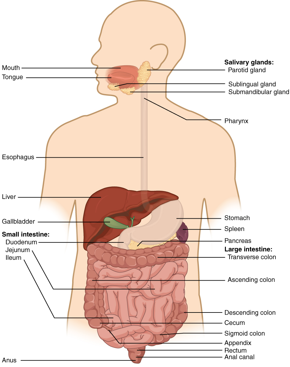 Diagram Of The Digestive System 231 Overview Of The Digestive System Anatomy And Physiology