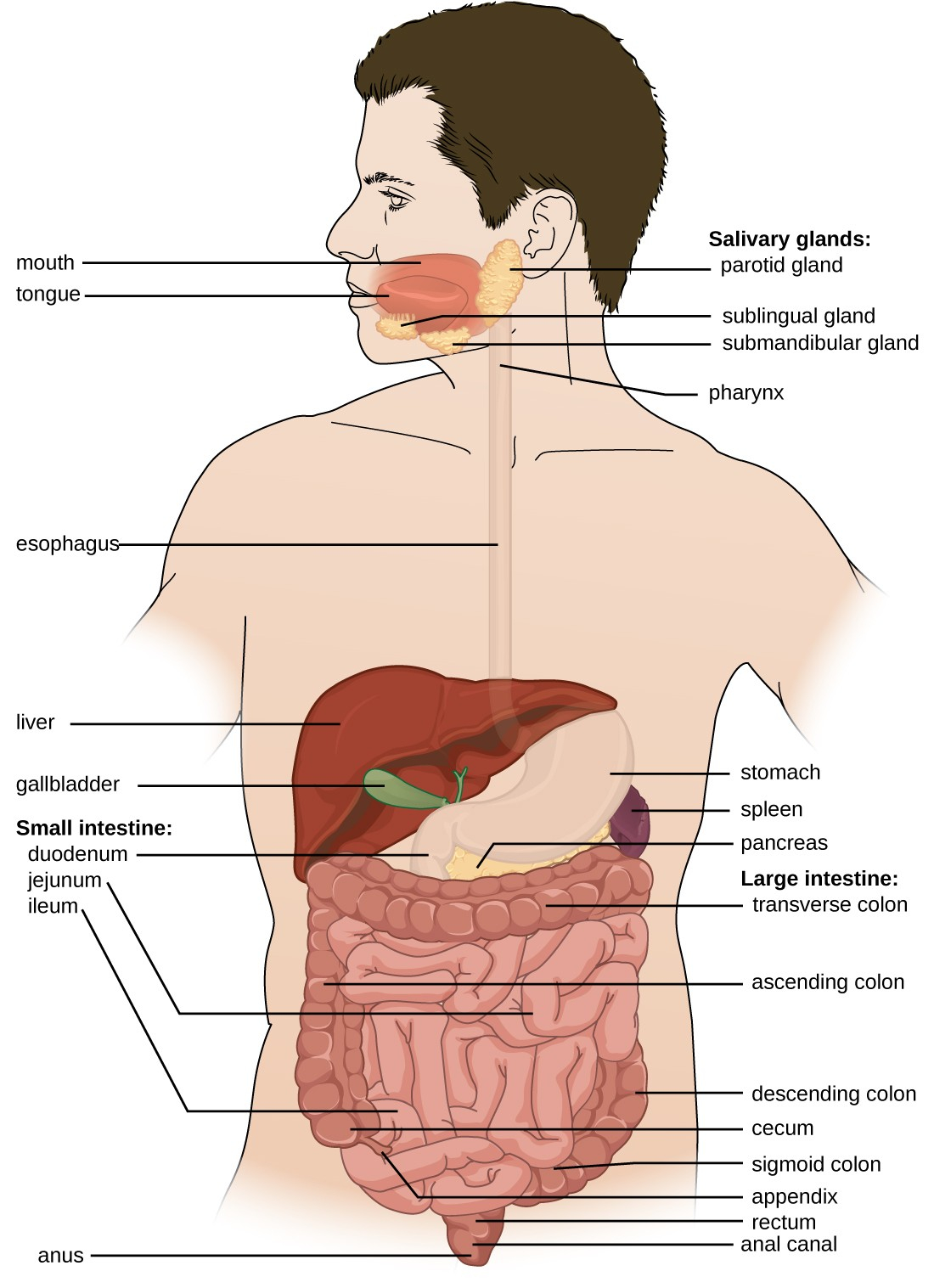 Diagram Of The Digestive System Anatomy And Normal Microbiota Of The Digestive System Microbiology