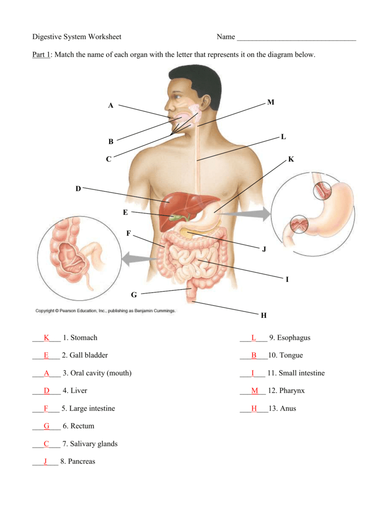 Diagram Of The Digestive System Anatomy Quiz Digestive System