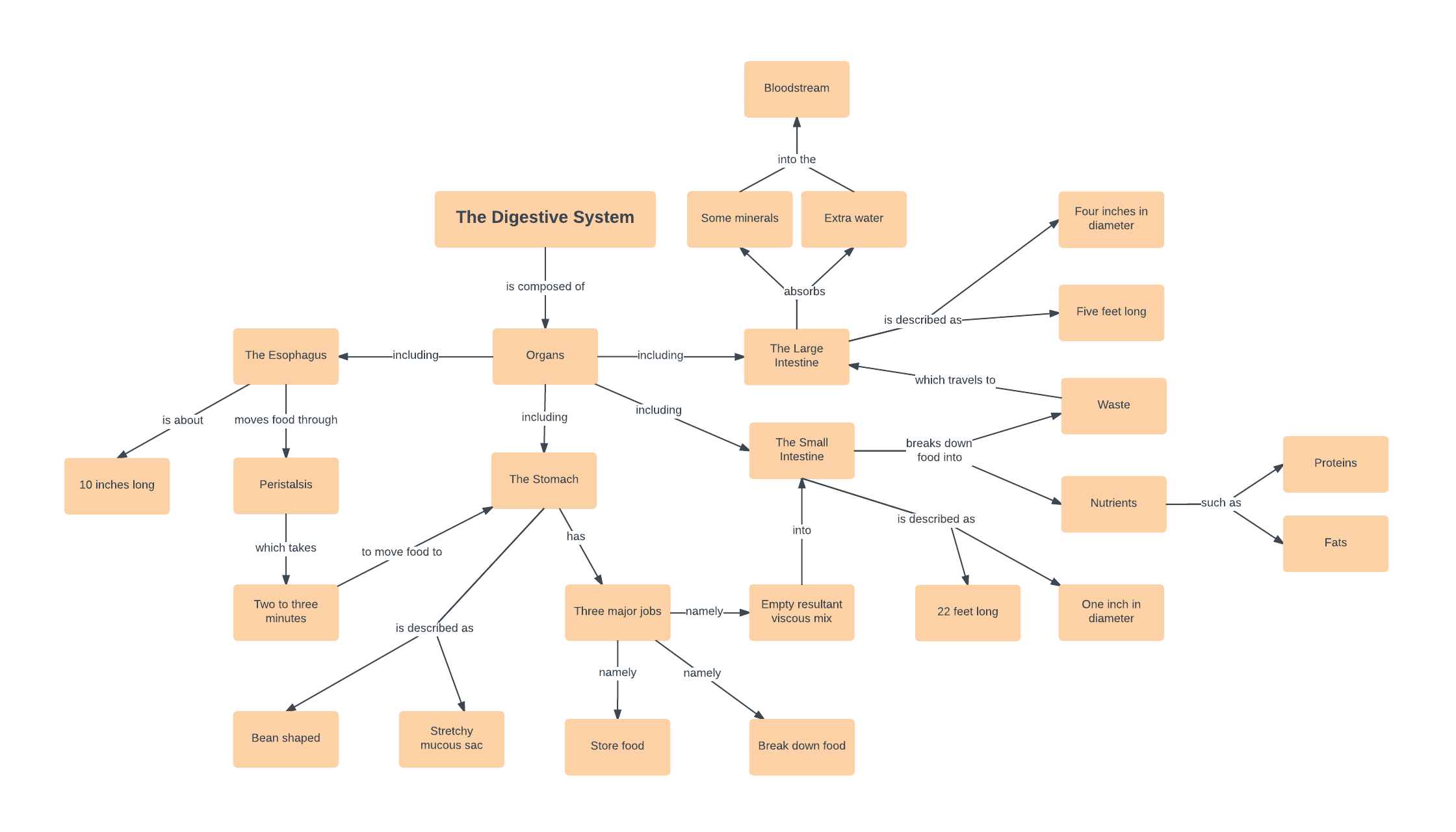Diagram Of The Digestive System Digestive System Concept Map Template Lucidchart