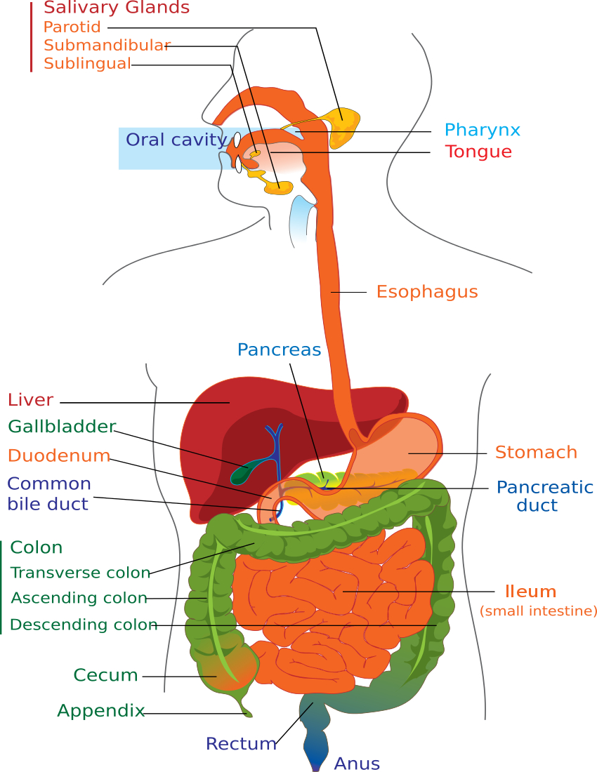 Diagram Of The Digestive System Digestive System Diagram Page Medicalanatomydigestive