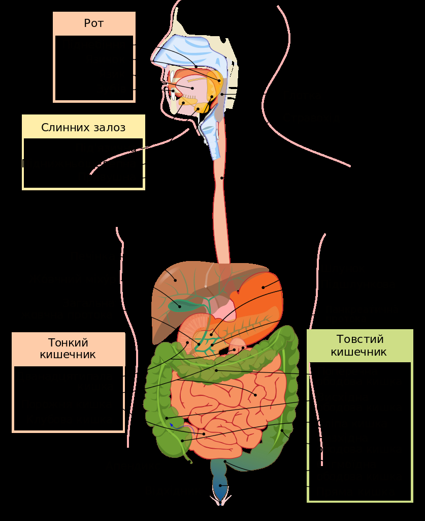 Diagram Of The Digestive System Digestive System Diagram Uksvg