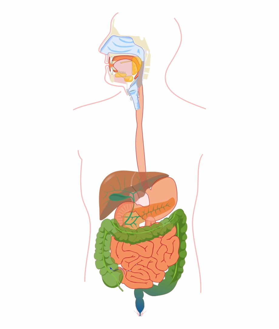 Diagram Of The Digestive System Digestive System Without Labels Digestive System Diagram No Labels