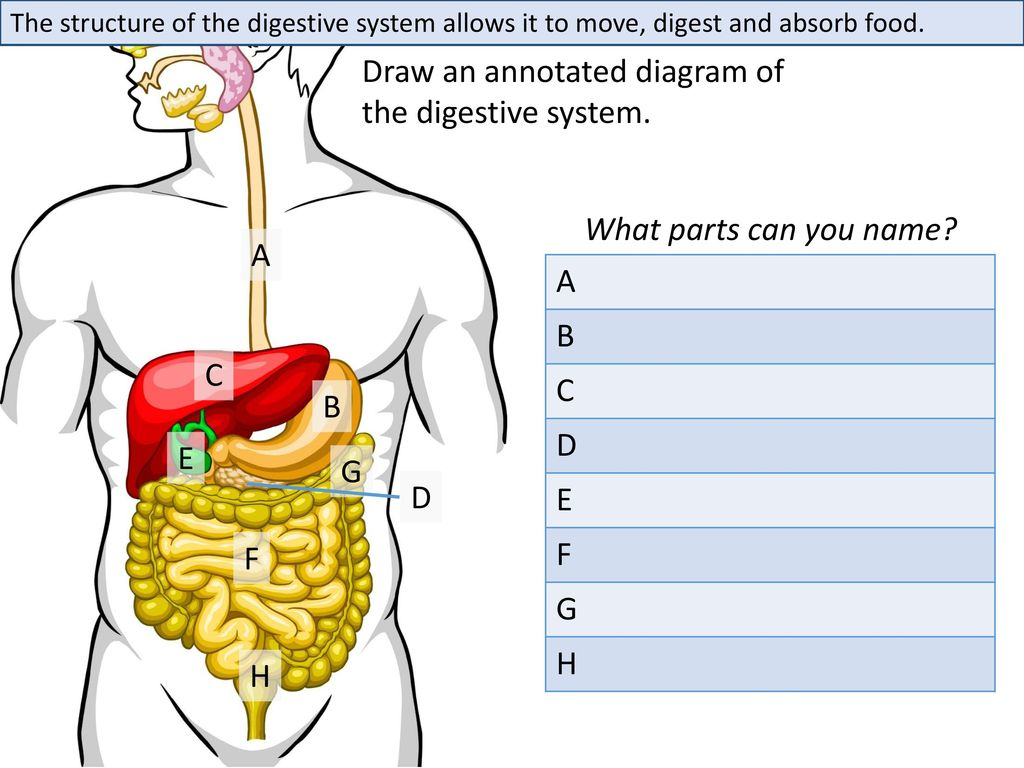 Diagram Of The Digestive System Draw An Annotated Diagram Of The Digestive System Ppt Download