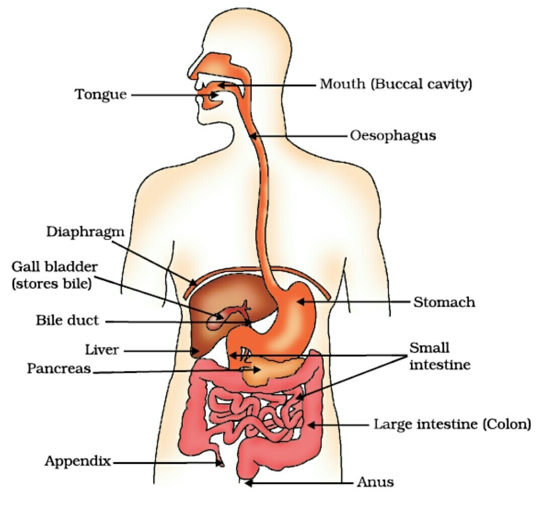 Diagram Of The Digestive System Easy Steps To Draw Human Digestive System Class 10 Ncert Write