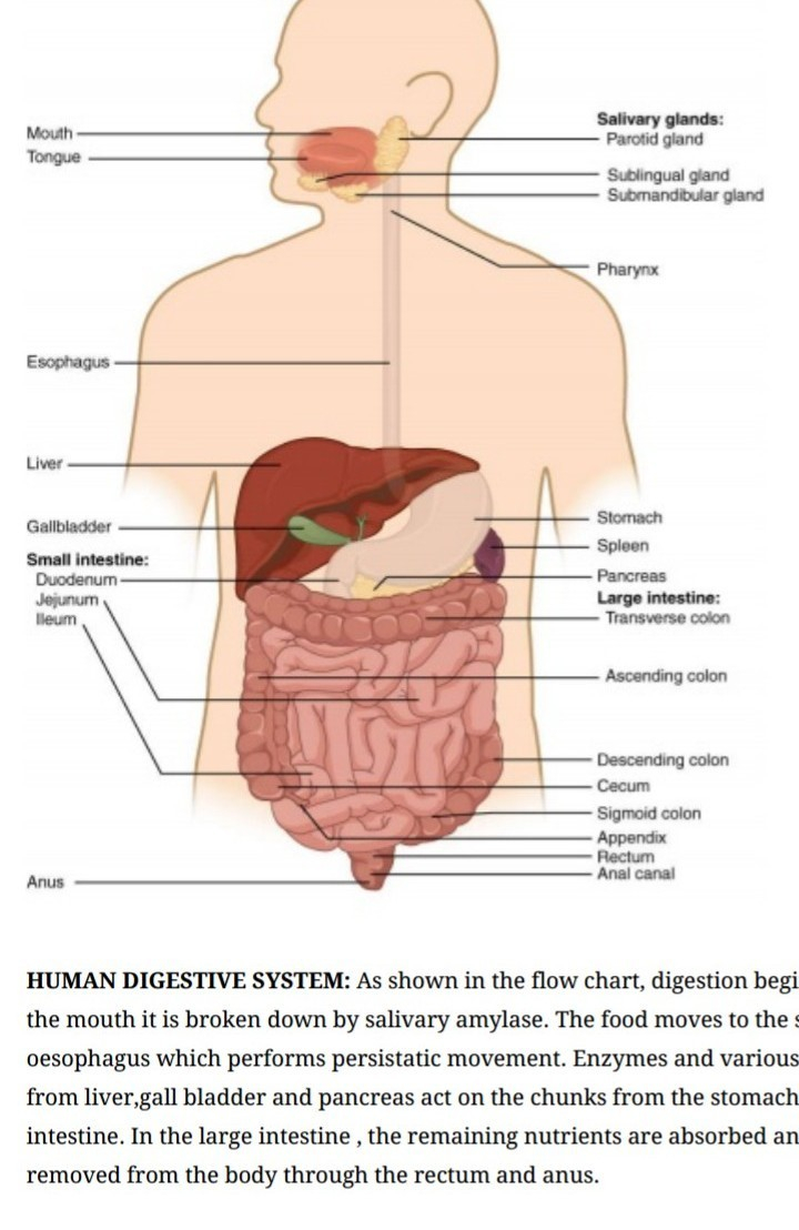 Diagram Of The Digestive System Explain Digestive System In Humans With The Help Of A Diagram
