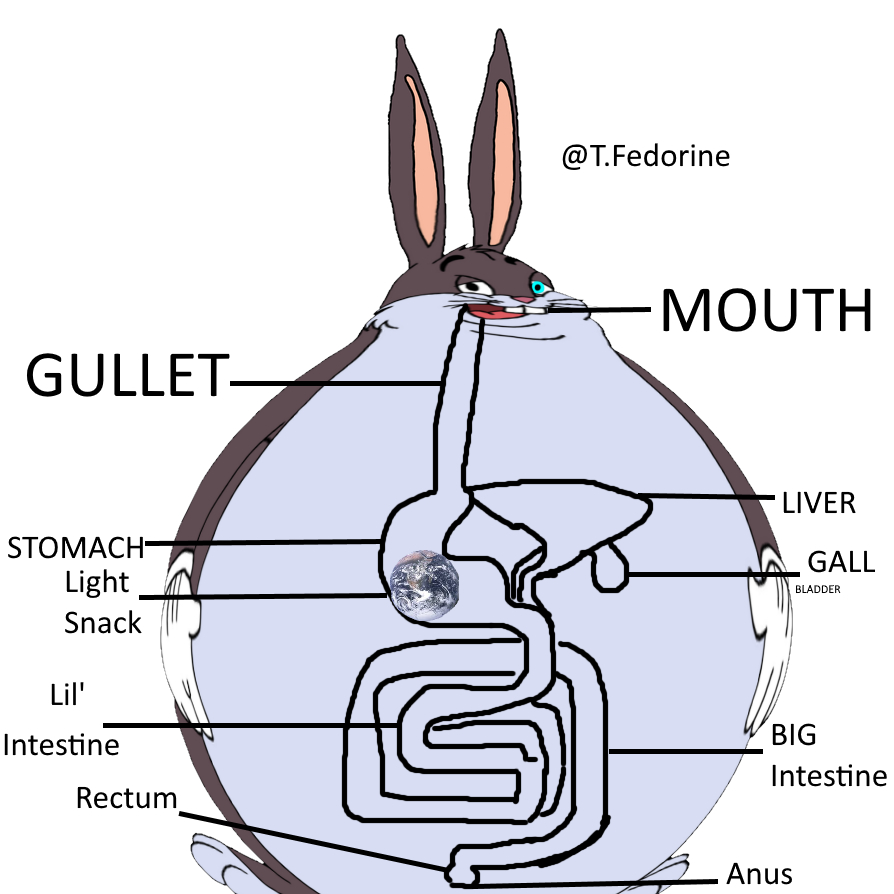 Diagram Of The Digestive System Finally A Well Labelled Diagram Of The Rabbit Digestive System