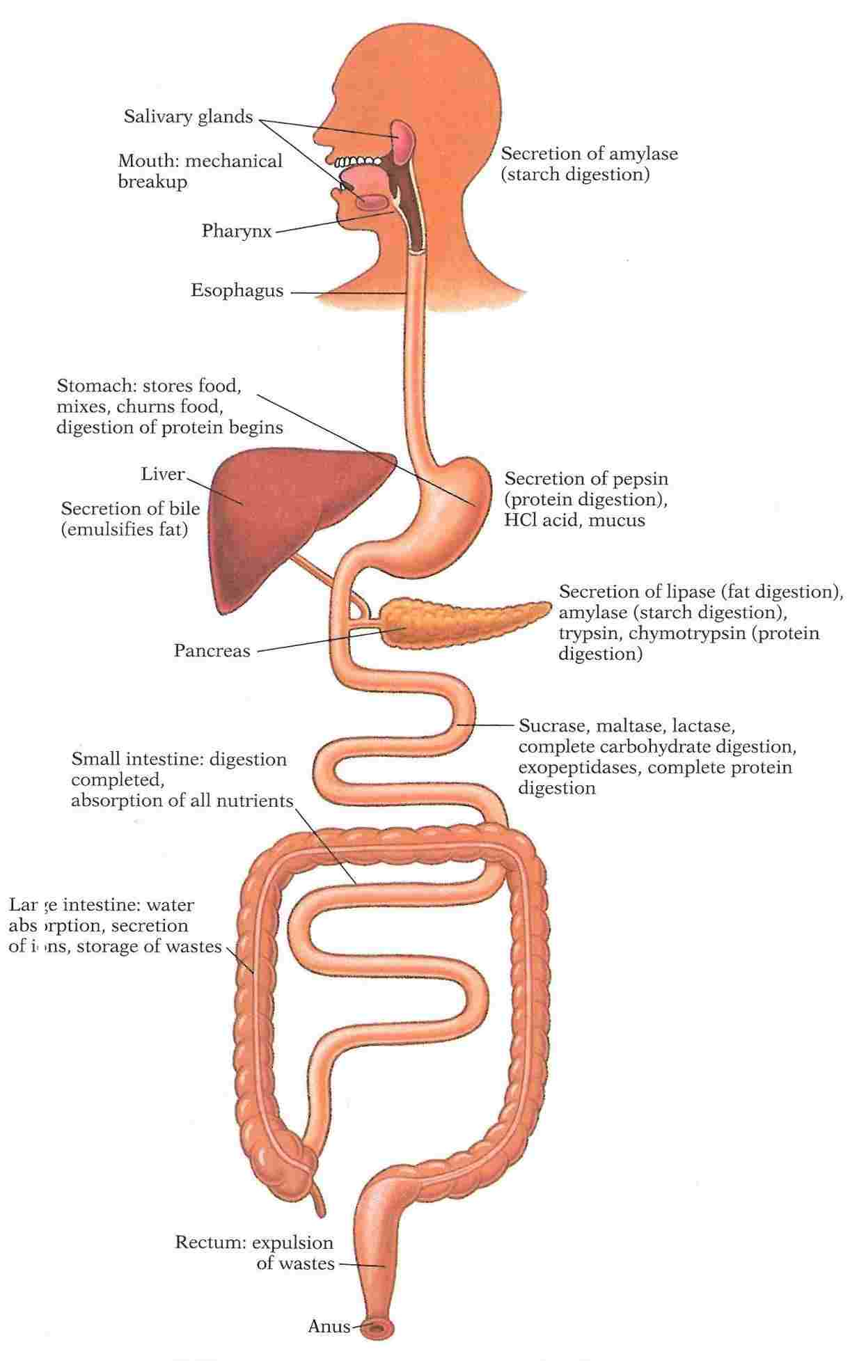 Diagram Of The Digestive System Flow Chart Digestive System Diagram Of Anatomy