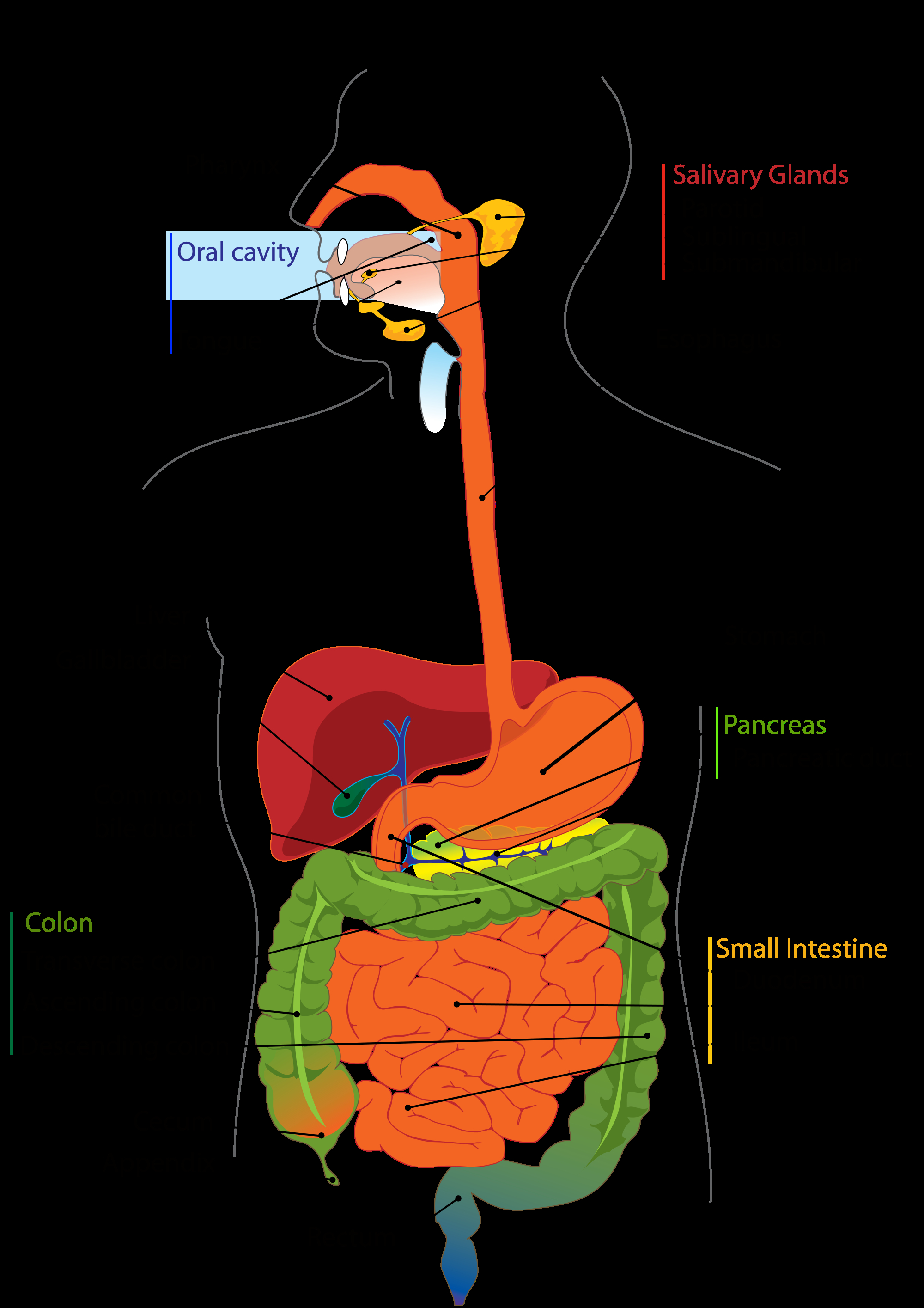 Diagram Of The Digestive System Human Digestive System And Digestion Of Carbohydrates Proteins And
