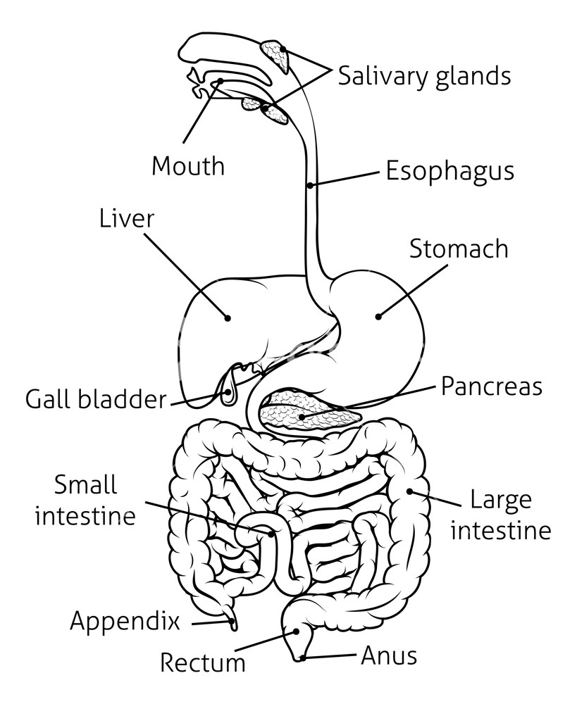 Diagram Of The Digestive System Human Digestive System Digestive Tract Or Alimentary Canal With