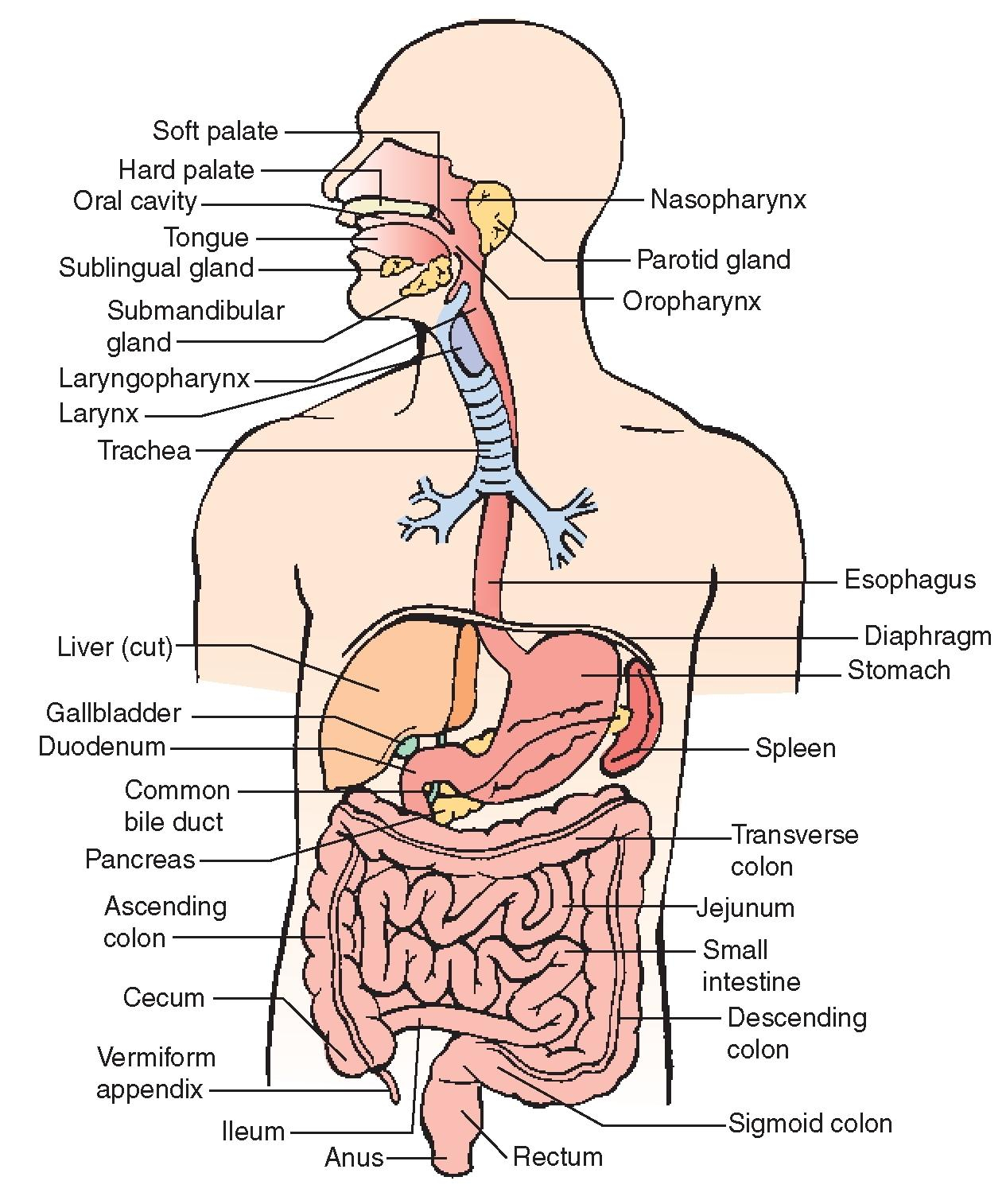 Diagram Of The Digestive System Sketch Of Human Digestive System At Paintingvalley Explore