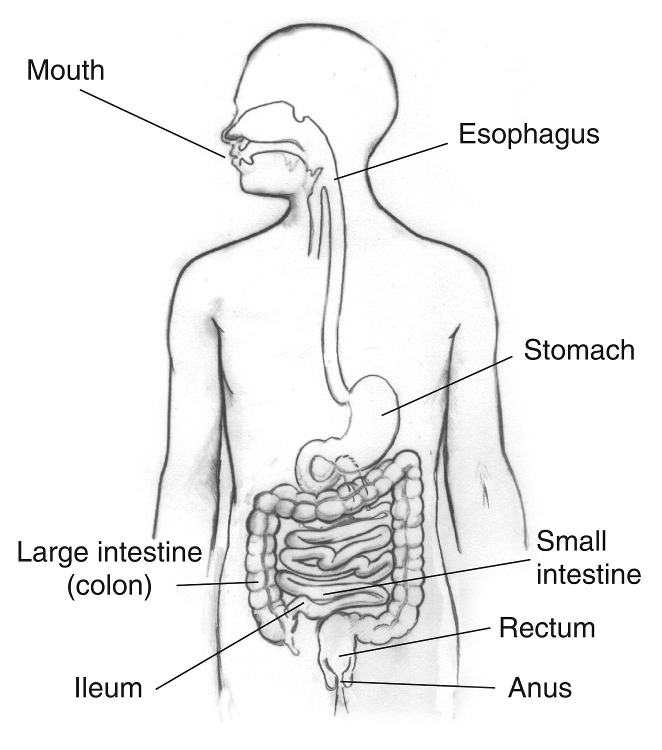 Diagram Of The Digestive System The Digestive System Lesson 0389 Tqa Explorer