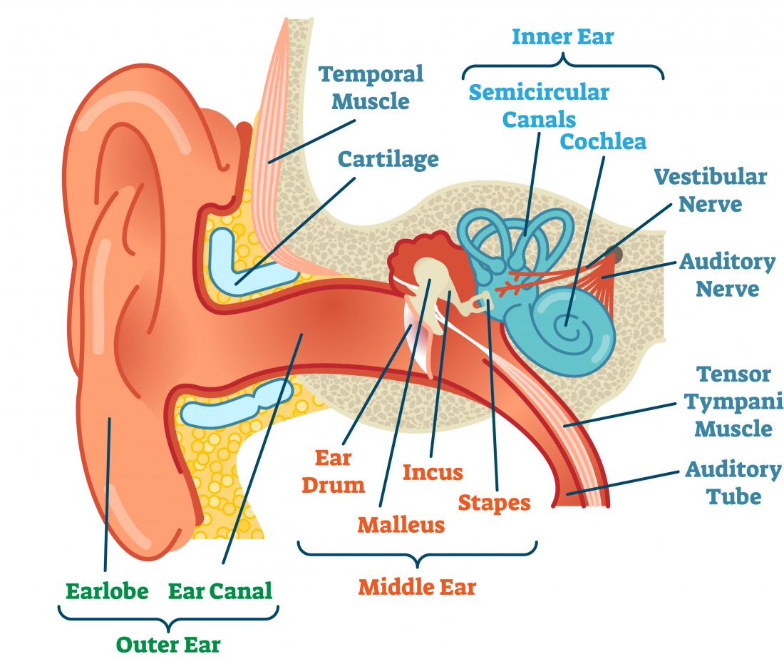Diagram Of The Ear Ears And Hearing How Do They Work