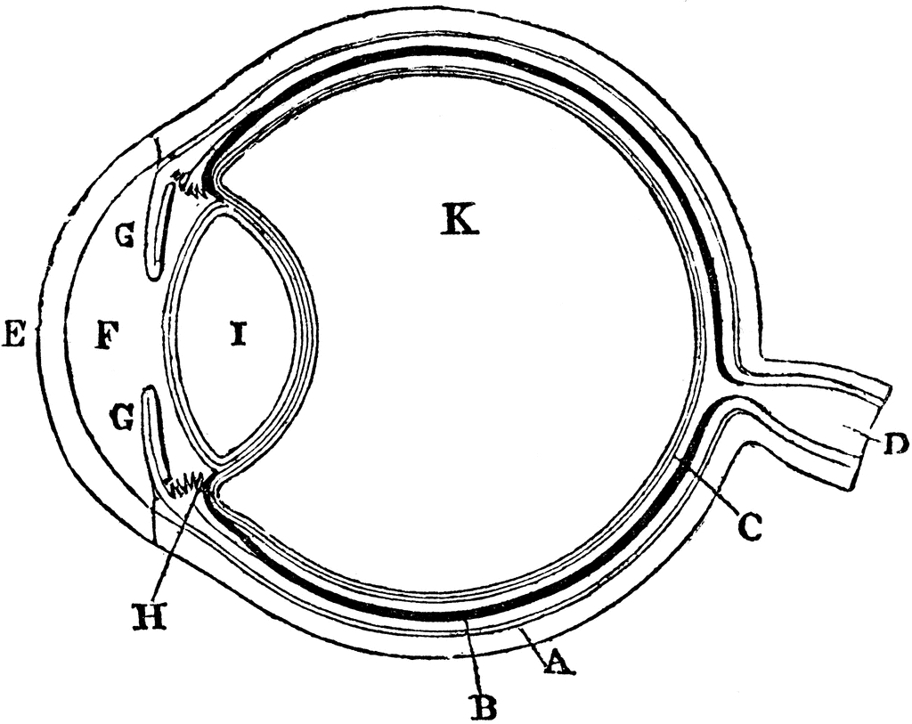 Diagram Of The Eye Diagram Of The Eye Clipart Etc