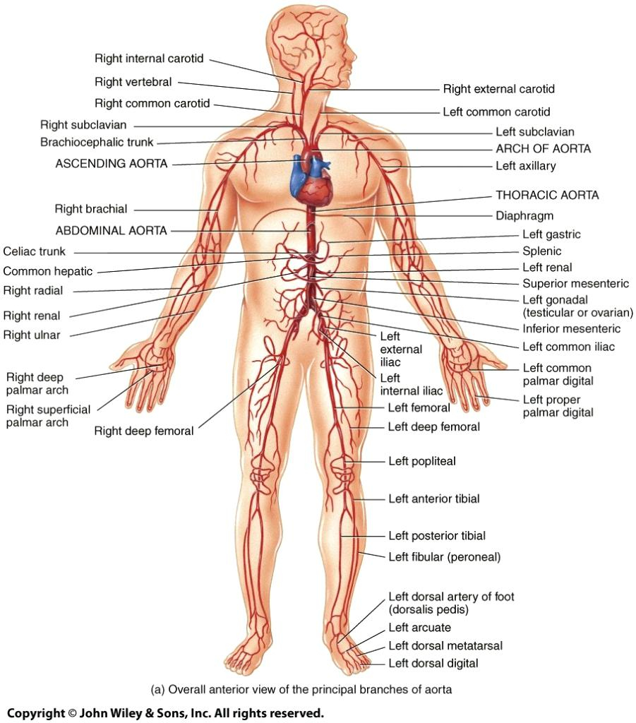 Diagram Of The Human Body Body Labelled Blank Human Body Diagram Human Body Without Label