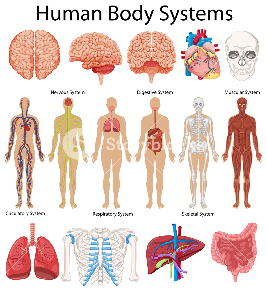Diagram Of The Human Body Diagram Showing Human Body Systems Illustration Royalty Free Stock