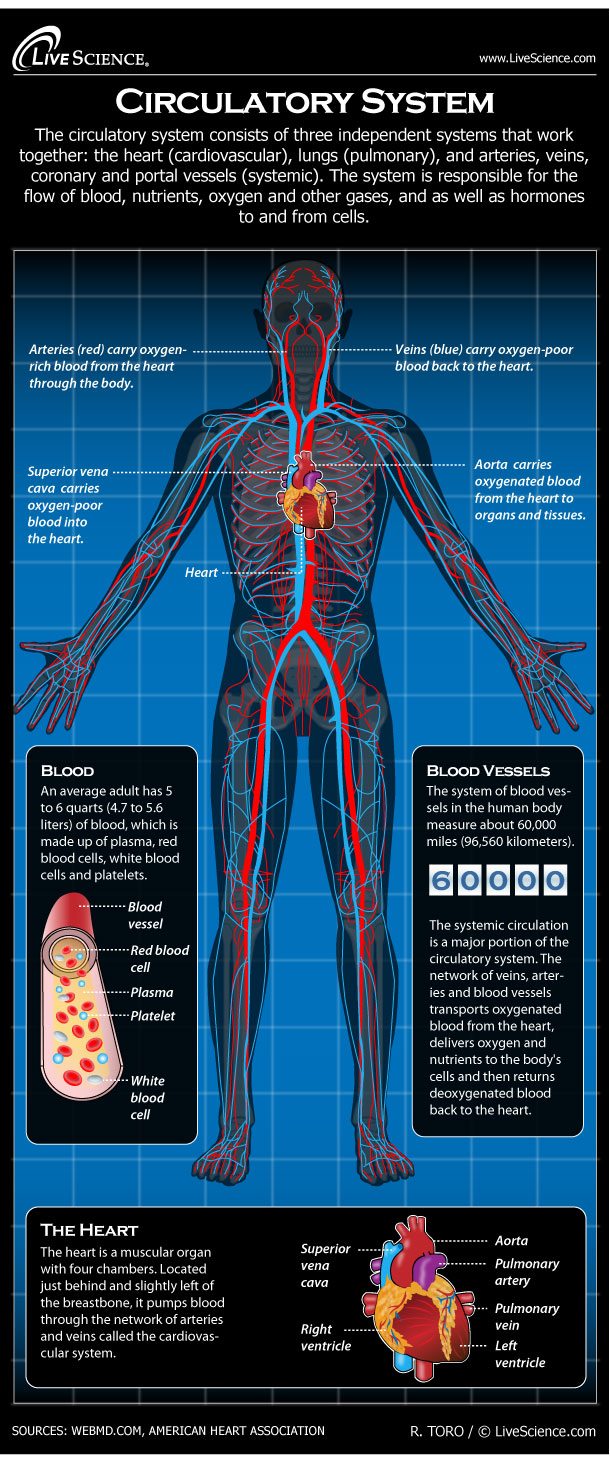 Diagram Of The Human Body Human Circulatory System Diagram How It Works Live Science