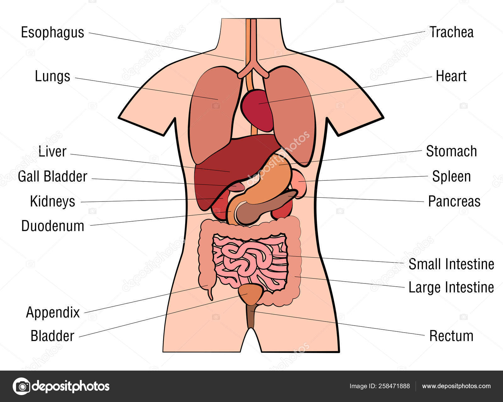 Diagram Of The Human Body Inner Organs Human Anatomy Chart Names