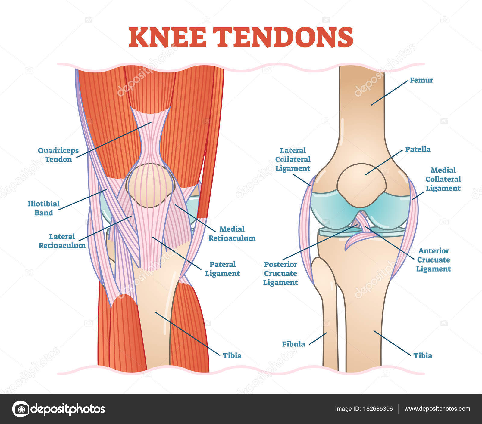 Diagram Of The Knee Knee Tendons Medical Vector Illustration Scheme Anatomical Diagram
